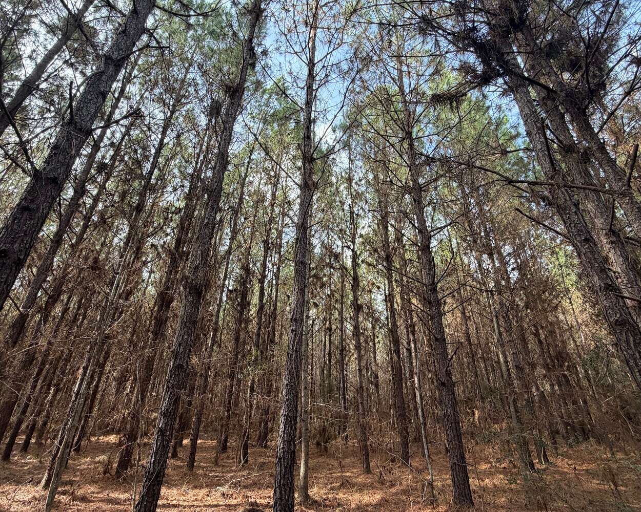 41 Acres of Recreational & Residential Land for Sale in New Brockton, Alabama