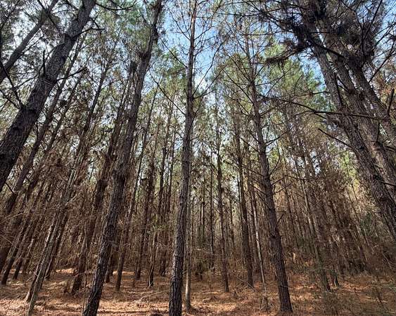 41 Acres of Recreational & Residential Land for Sale in New Brockton, Alabama