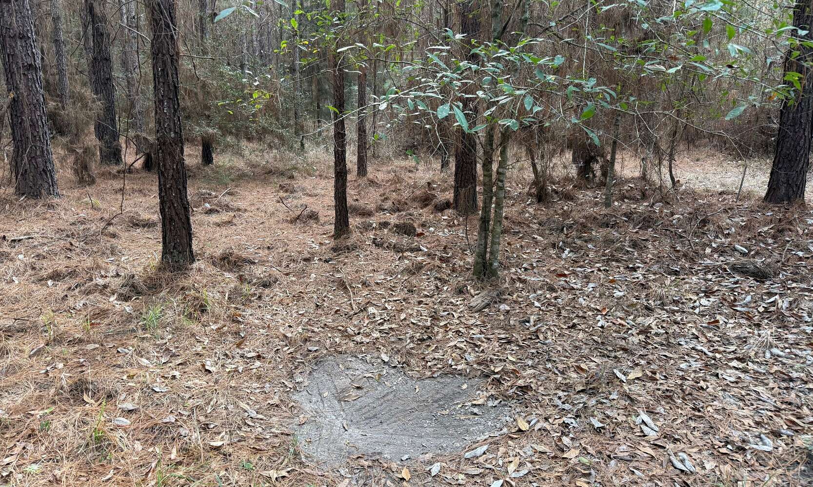 25 Acres of Recreational & Residential Land for Sale in New Brockton, Alabama