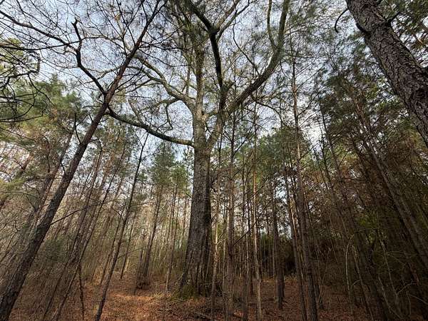 27 Acres of Recreational & Residential Land for Sale in New Brockton, Alabama