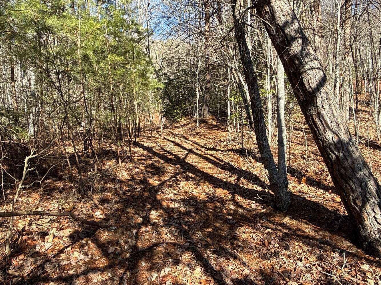 26.8 Acres of Recreational & Residential Land for Sale in Leicester, North Carolina