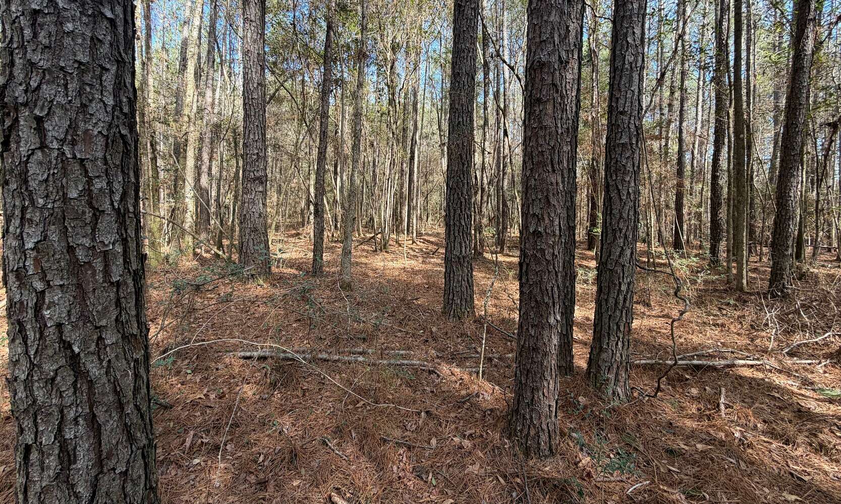 37 Acres of Recreational & Residential Land for Sale in Elba, Alabama