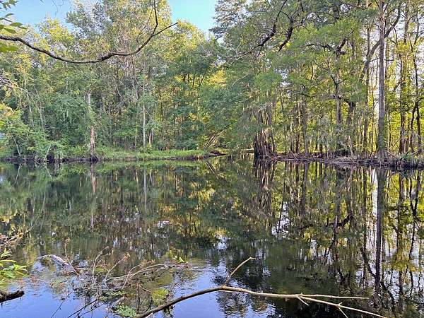 205 Acres of Recreational Land for Sale in Dillon, South Carolina