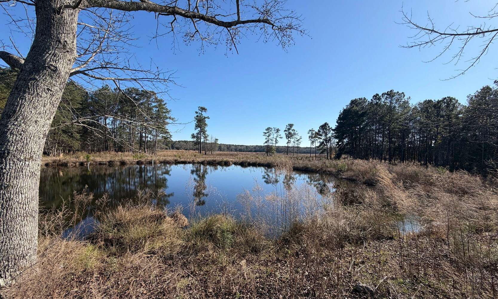 19 Acres of Land for Sale in New Brockton, Alabama