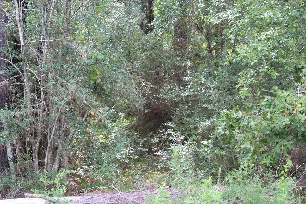 3.7 Acres of Residential Land for Sale in Jasper, Texas