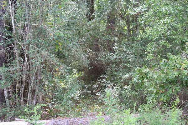3.7 Acres of Residential Land for Sale in Jasper, Texas