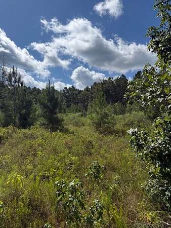 15 Acres of Recreational & Residential Land for Sale in Newton, Texas
