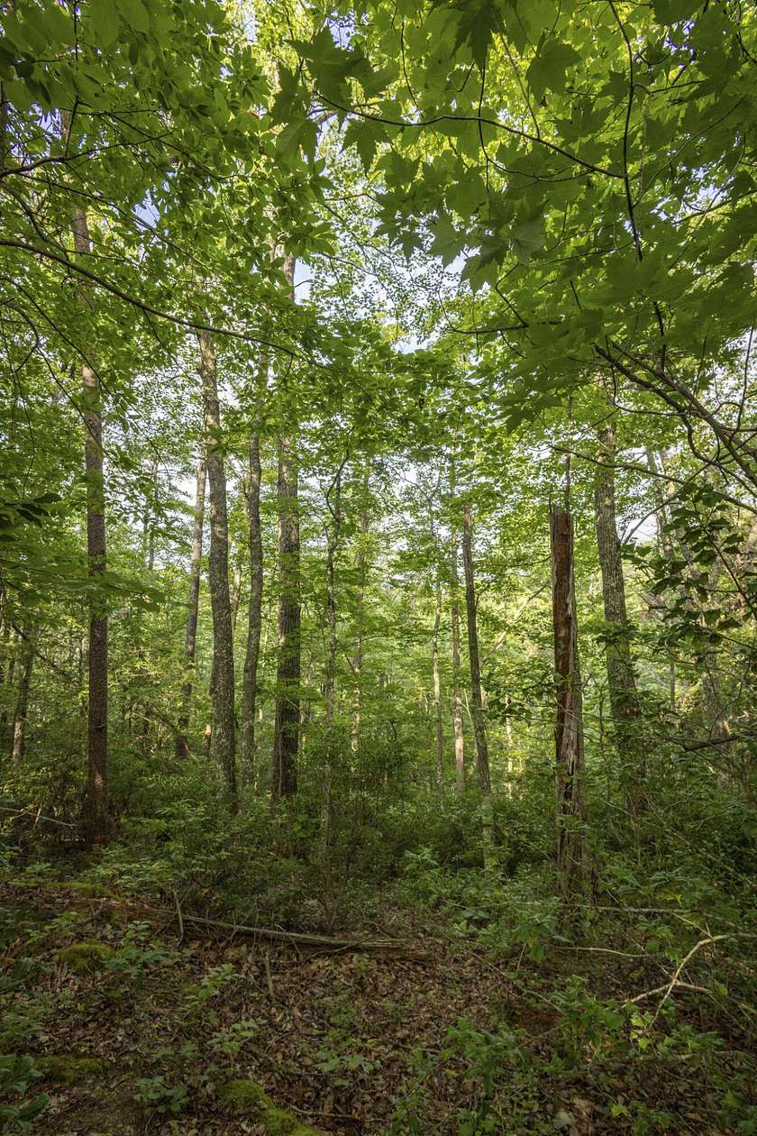 5.42 Acres of Land for Sale in Zoe, Kentucky