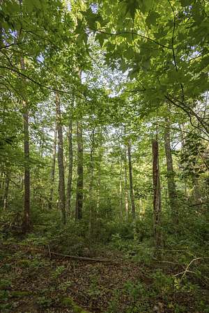 5.42 Acres of Land for Sale in Zoe, Kentucky