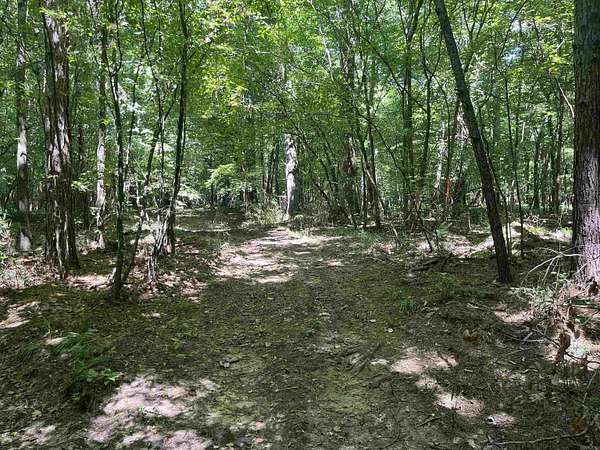 40 Acres of Recreational Land for Auction in Fountain Hill, Arkansas