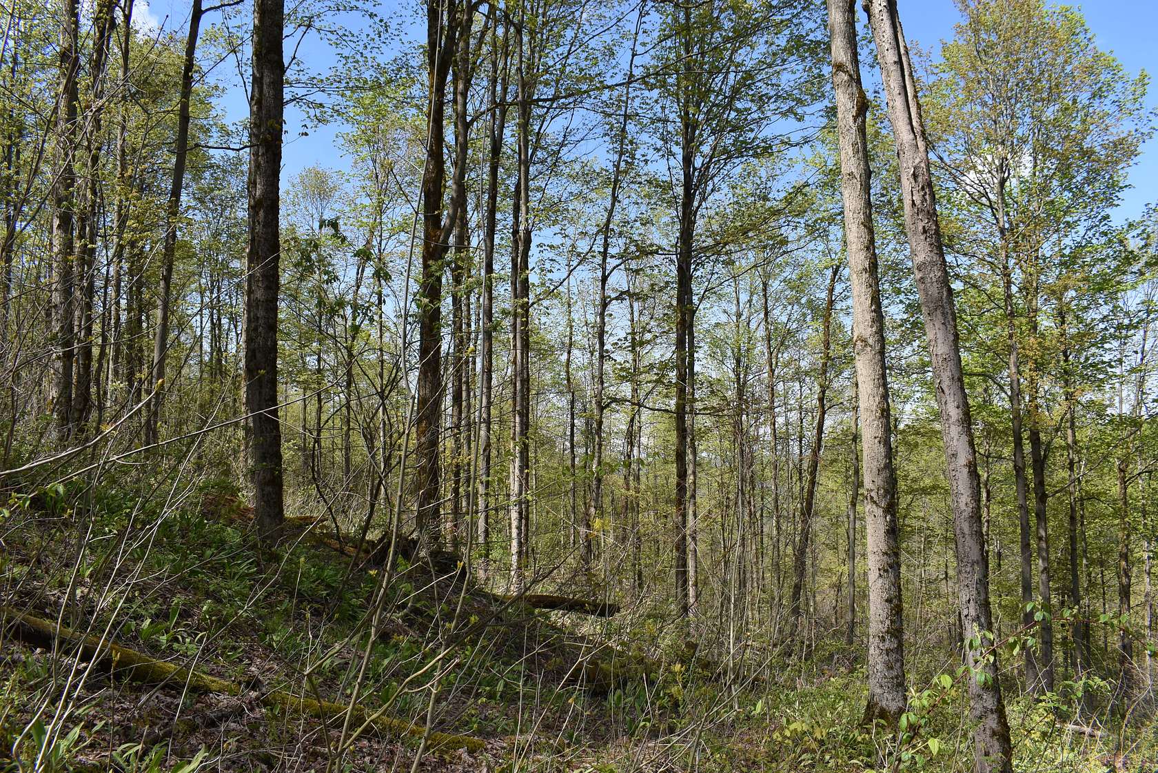 60 Acres of Recreational Land for Sale in Cherry Creek, New York