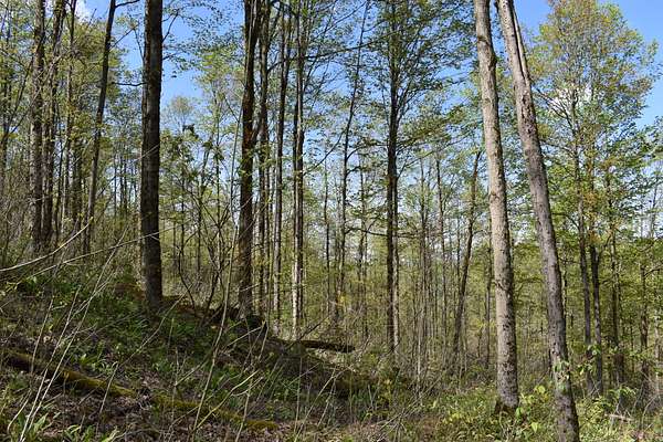 60 Acres of Recreational Land for Sale in Cherry Creek, New York