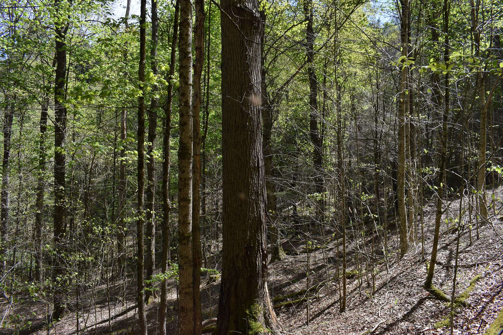 54.7 Acres of Recreational Land for Sale in Sheffield, Pennsylvania