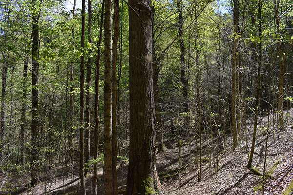 54.7 Acres of Recreational Land for Sale in Sheffield, Pennsylvania