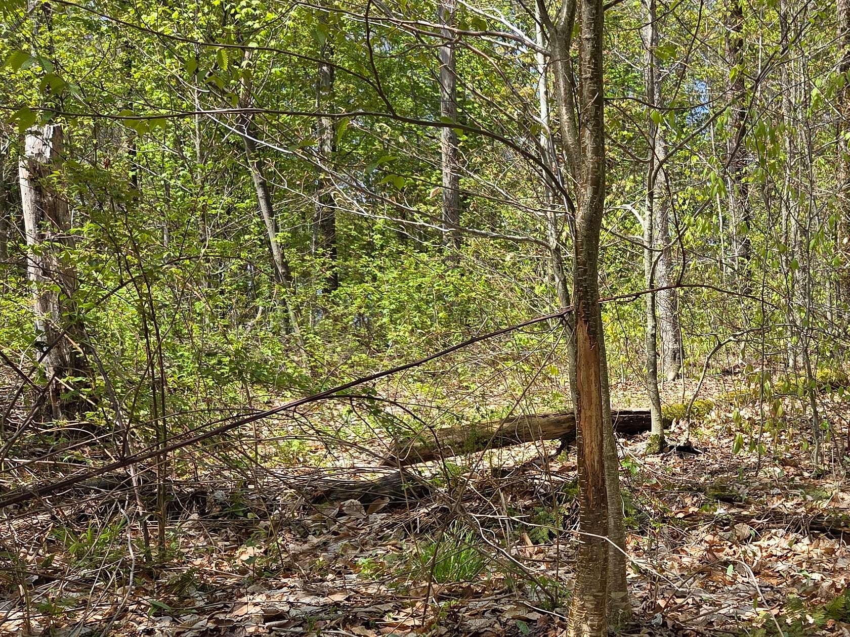 52 Acres of Recreational Land for Sale in Brookfield, New York