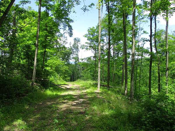 97.1 Acres of Recreational & Residential Land for Sale in Bradford, Pennsylvania