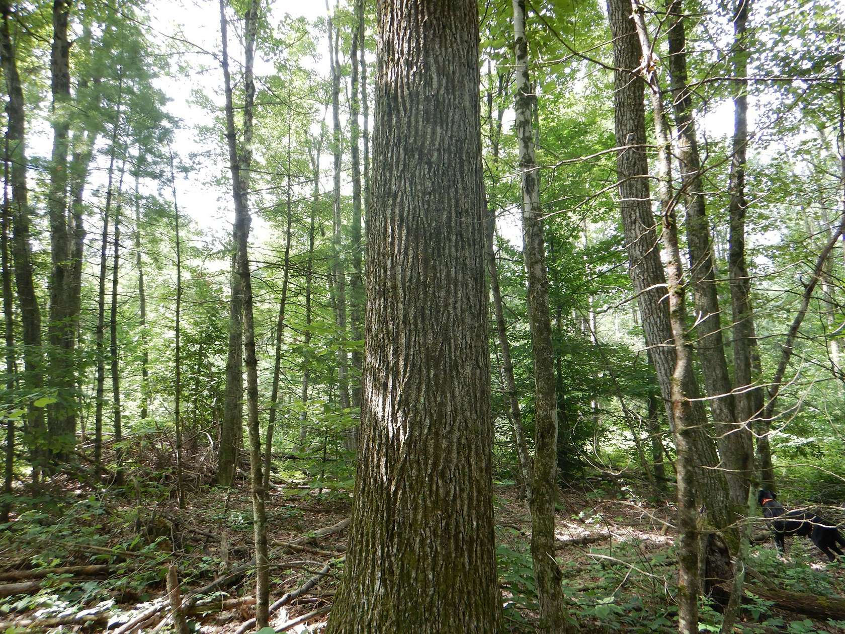 349 Acres of Recreational & Residential Land for Sale in Newfield, New York