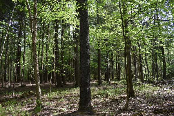 79.5 Acres of Recreational Land for Sale in Perrysburg, New York
