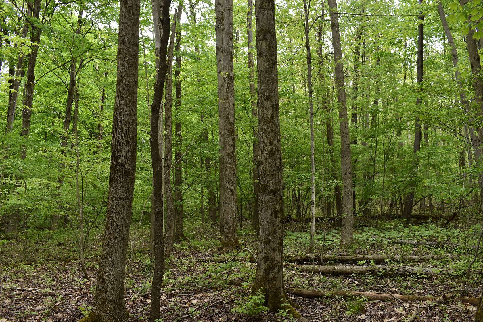 46.4 Acres of Land for Sale in Gerry, New York