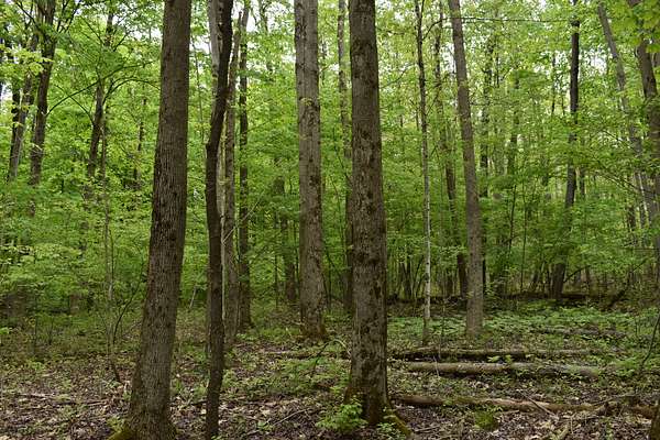 46.4 Acres of Land for Sale in Gerry, New York