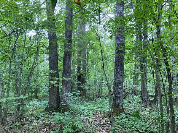 37.5 Acres of Recreational Land for Sale in Heuvelton, New York