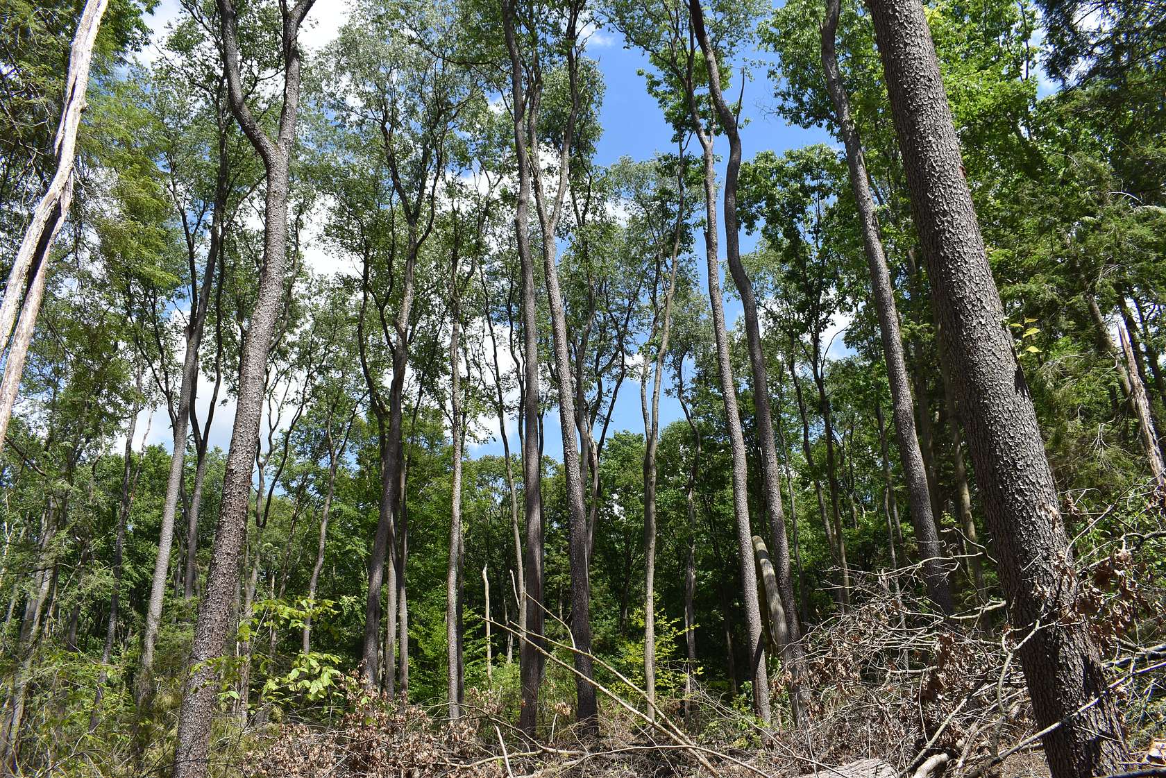 46.4 Acres of Recreational Land for Sale in Titusville, Pennsylvania