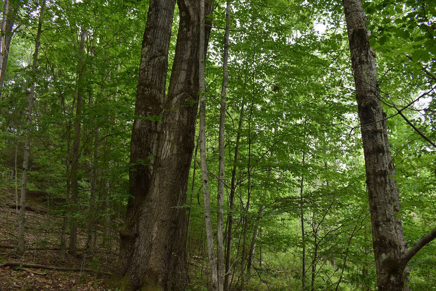 118 Acres of Recreational & Residential Land for Sale in Duke Center, Pennsylvania