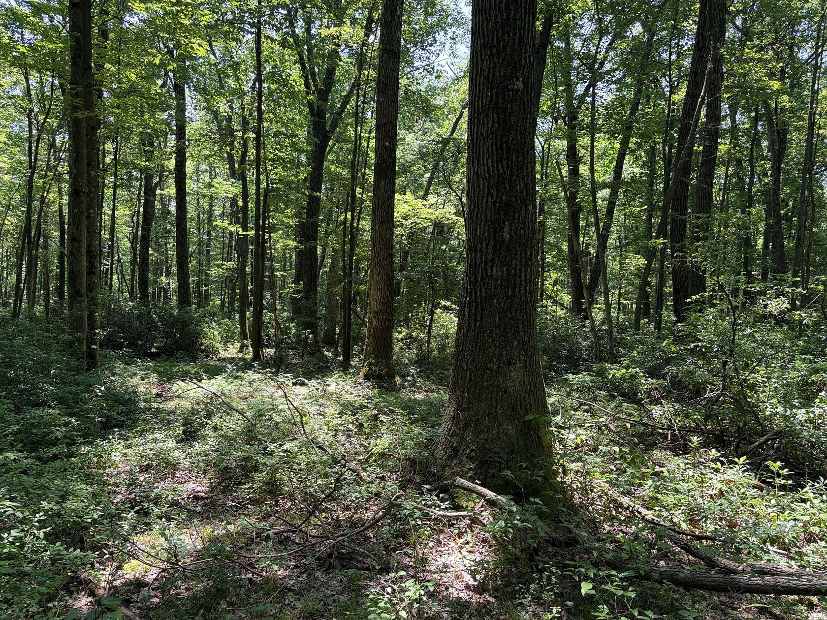 440 Acres of Recreational Land for Sale in Curwensville, Pennsylvania