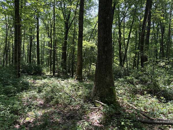 440 Acres of Recreational Land for Sale in Curwensville, Pennsylvania