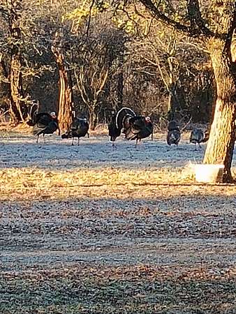 60 Acres of Land with Home for Sale in Carbon, Texas