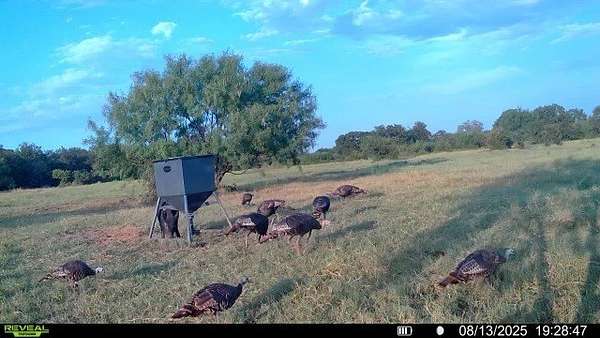 166 Acres of Land for Sale in Brownwood, Texas