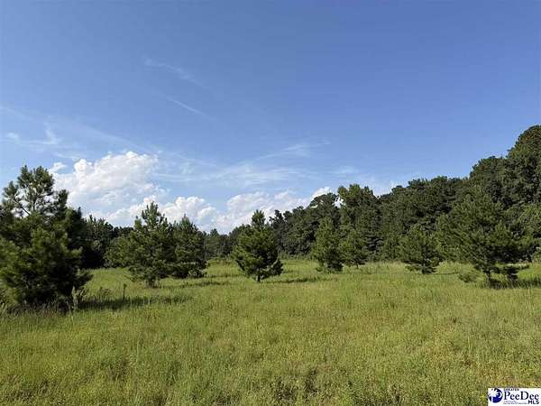 14.7 Acres of Recreational & Residential Land for Sale in Dillon, South Carolina