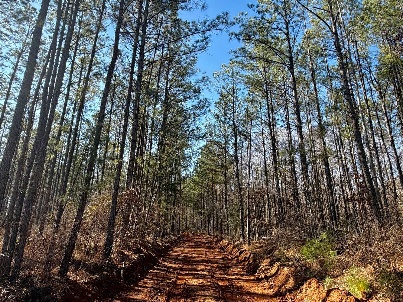 292 Acres of Recreational Land for Sale in Pine Apple, Alabama