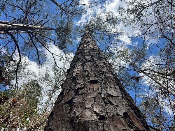 128 Acres of Recreational & Residential Land for Sale in Monroeville, Alabama