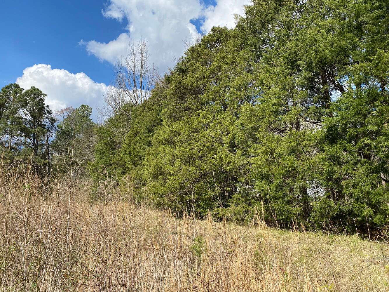 9.75 Acres of Land for Sale in Vincent, Alabama