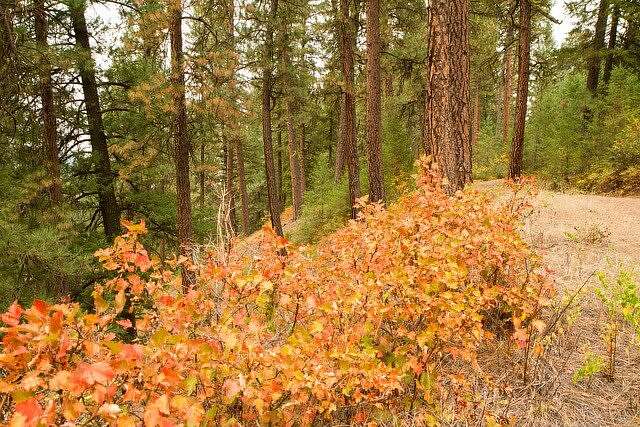 67 Acres of Recreational Land for Sale in Idaho City, Idaho