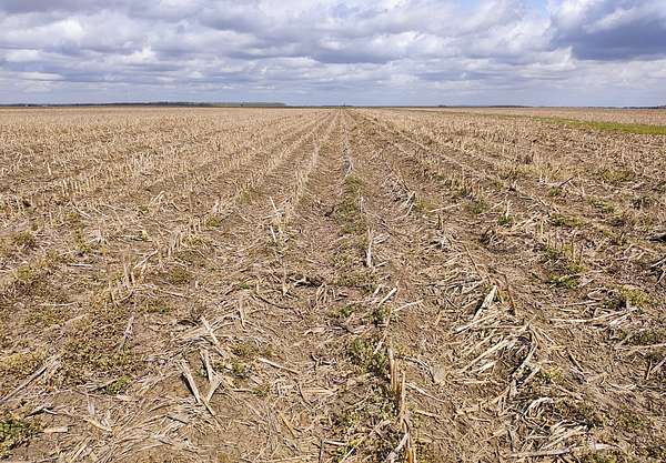 160 Acres of Agricultural Land for Sale in Alsatia, Louisiana