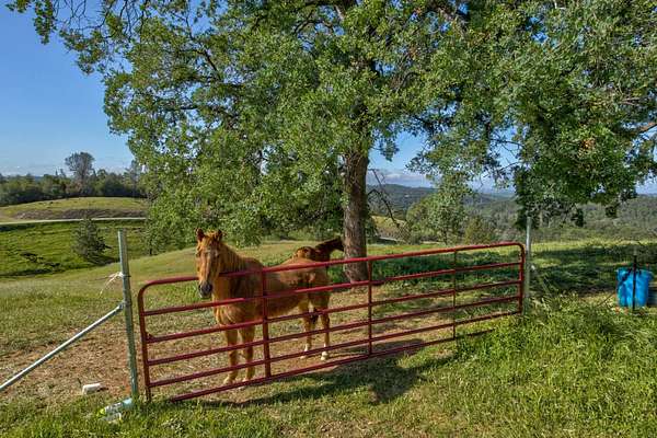 43.3 Acres of Land for Sale in Fiddletown, California