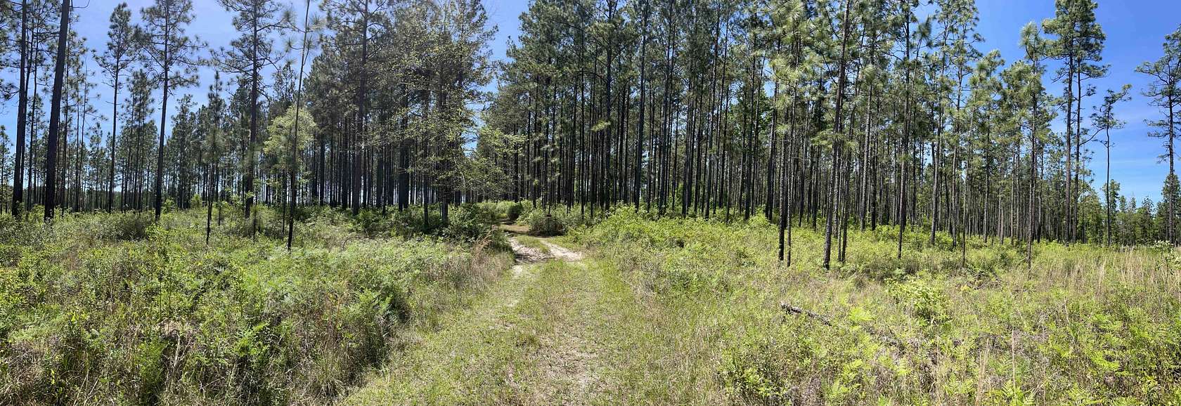 40 Acres of Recreational & Residential Land for Sale in Bay Minette, Alabama