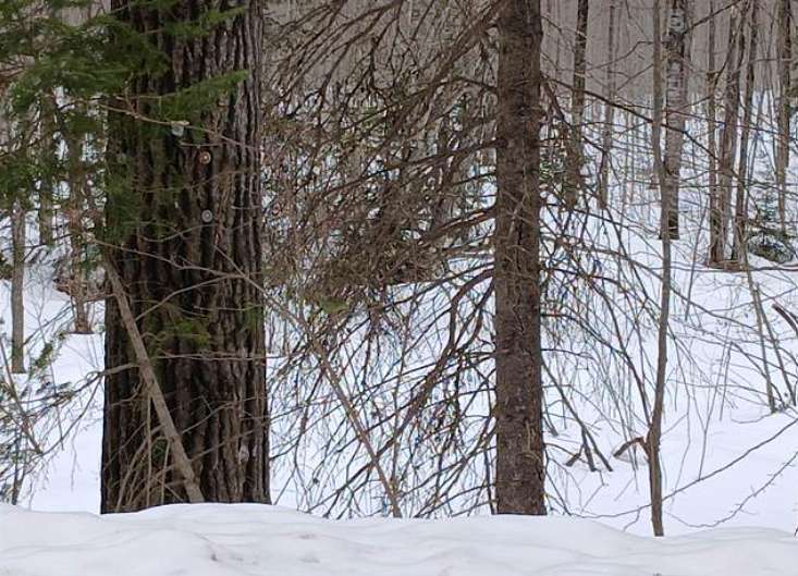 2 Acres of Land for Sale in Watersmeet, Michigan