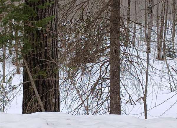 2 Acres of Land for Sale in Watersmeet, Michigan