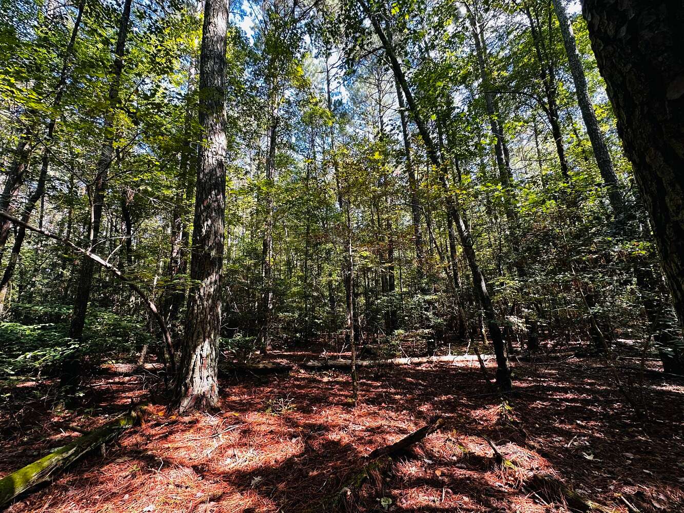 109 Acres of Recreational Land for Sale in Gloucester, Virginia