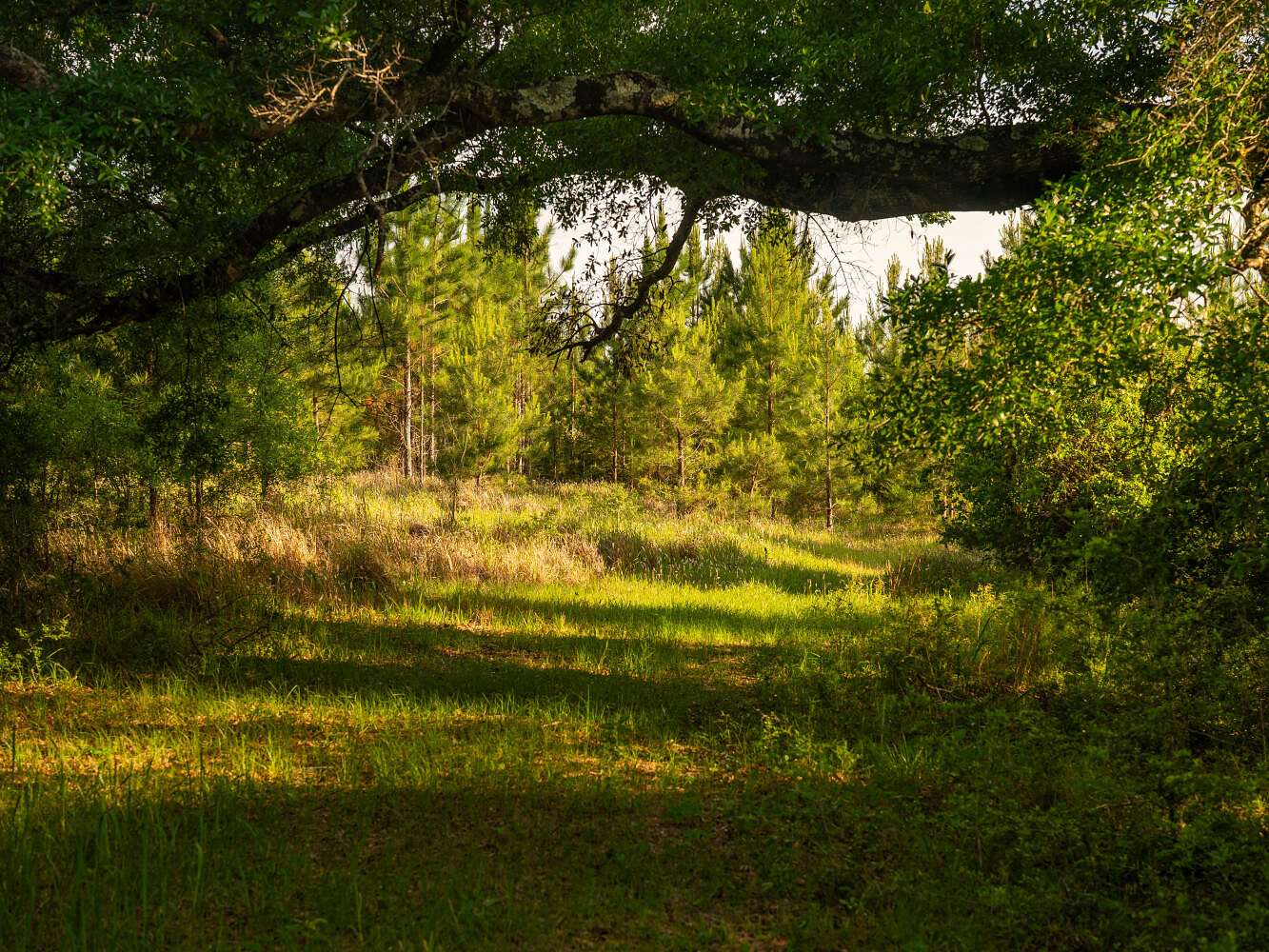 522 Acres of Land for Sale in Bay Minette, Alabama