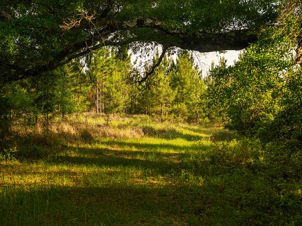 522 Acres of Land for Sale in Bay Minette, Alabama