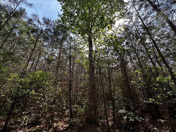 42.7 Acres of Recreational & Residential Land for Sale in Bohannon, Virginia