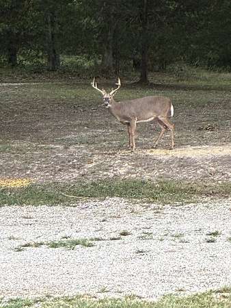 78.4 Acres of Recreational & Residential Land for Sale in Bourbon, Missouri