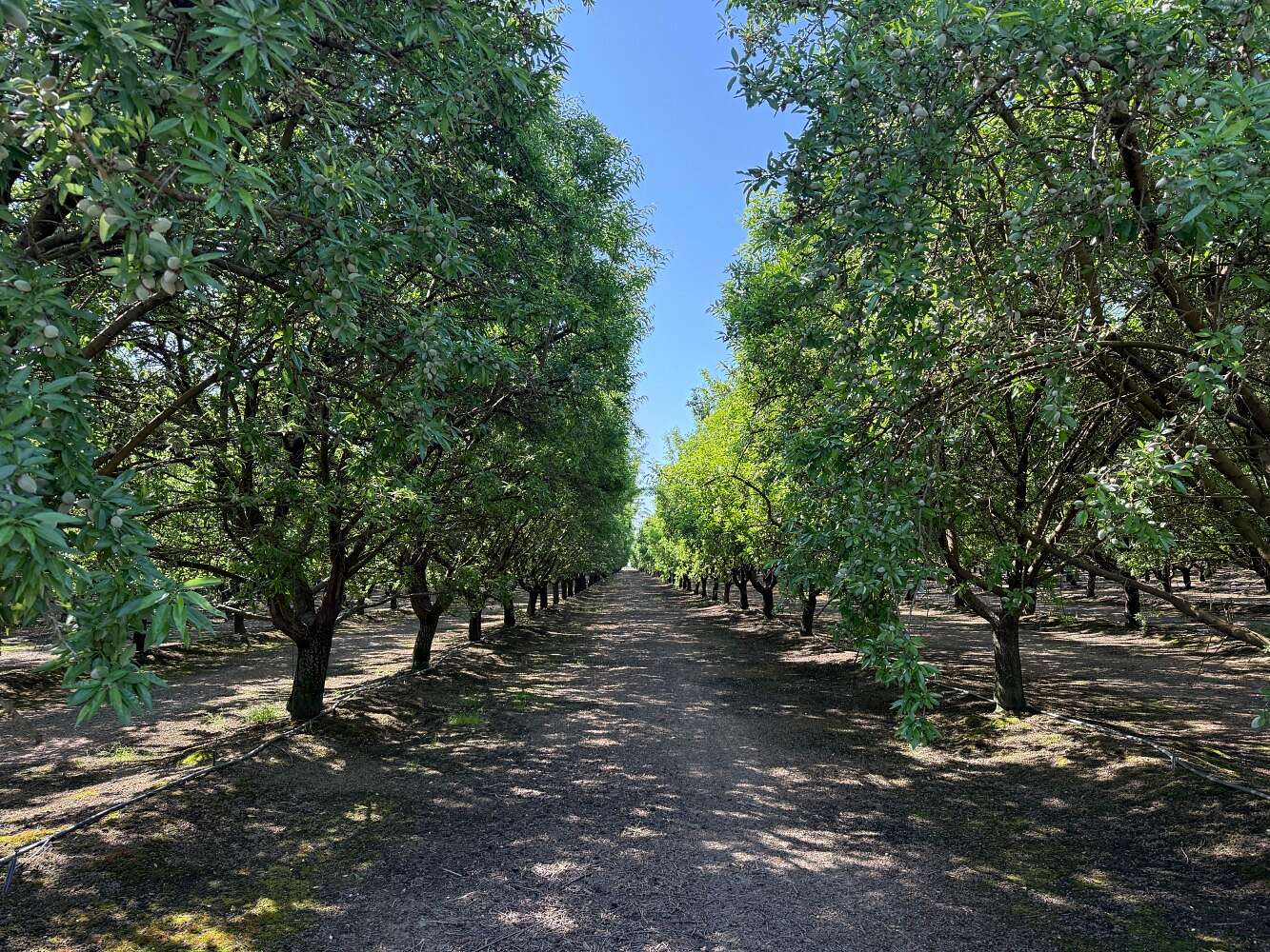 78.4 Acres of Agricultural Land for Sale in Porterville, California
