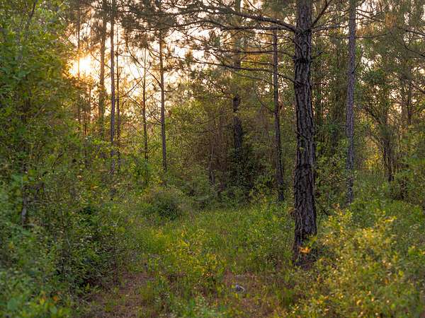 55 Acres of Land for Sale in Perdido, Alabama