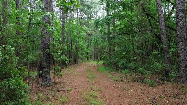 100 Acres of Recreational & Residential Land for Sale in Lane, South Carolina