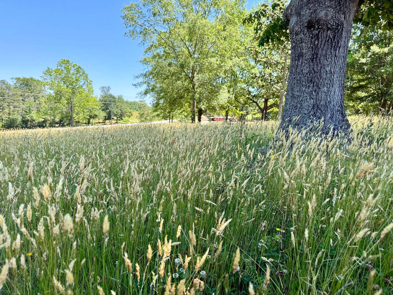 6.42 Acres of Residential Land for Sale in Easley, South Carolina